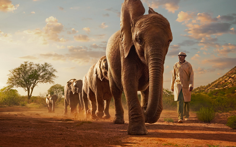 Une image de « Wild Life » montre une personne marchant à côté d’une file d’éléphants.