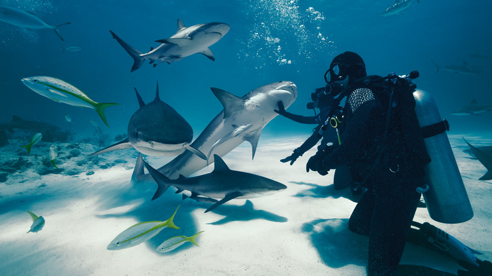 Snímek ze třetí epizody pořadu „Wild Life“ nazvané „Sharks“