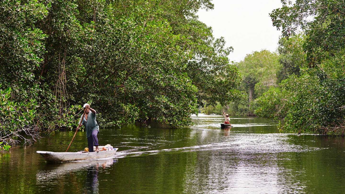 To mennesker styrer deres både i en mangroveskov i Colombia.